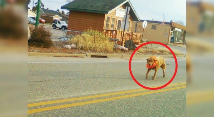 Seit 12 Jahren läuft der Hund dieses Paares jeden Tag 6 km, um seine Freunde im nächsten Dorf zu erreichen