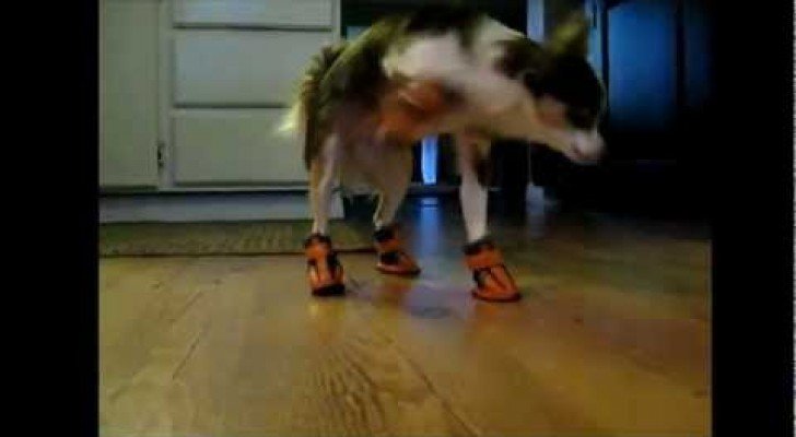 Tiere vs. Schuhe