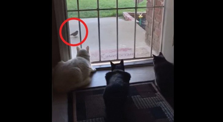 3 Katzen haben es auf einen Vogel abgesehen, aber dann kommt JEMAND und…Panik!!!