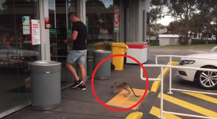 Vom Supermarkt bis zum Strand: dieser junge Mann und seine treue Freundin werden euch lachen lassen