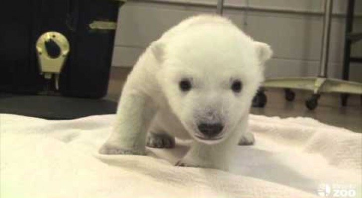 Die ersten Schritte eines Eisbären