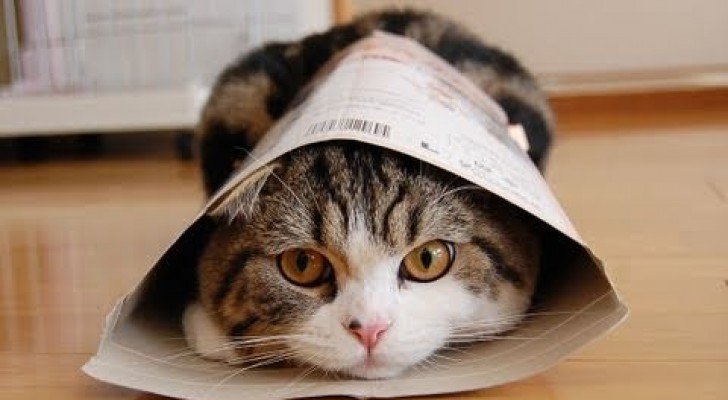 Hallo, ich bin Maru