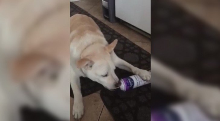 Sie fand ihren Hund nicht und hörte komische Geräusche aus der Küche: dann hat sie DIESE Szene gesehen