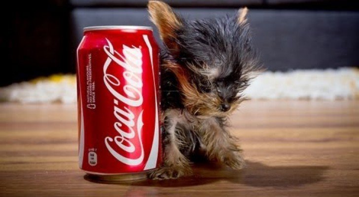 Der kleinste Hund der Welt