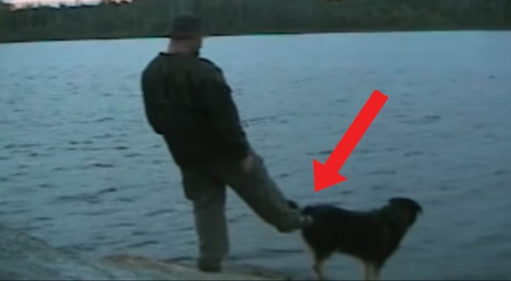 Er versucht, den Hund ins Wasser zu schubsen: das Vorhaben geht völlig ANDERS aus!
