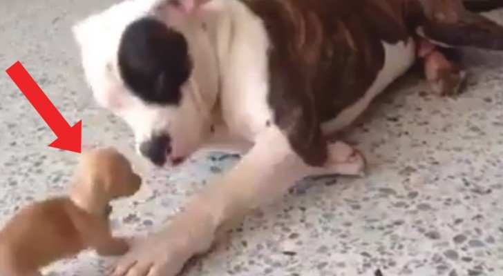 Die entzückende “Auseinandersetzung” zwischen einem Pitbull und einem Chihuahua: der einzige Hundekampf den wir sehen mögen!