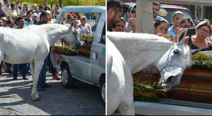 Sie bringen das Pferd zur Beerdigung seines Besitzers. Die Reaktion des Pferdes ist herzzerreissend