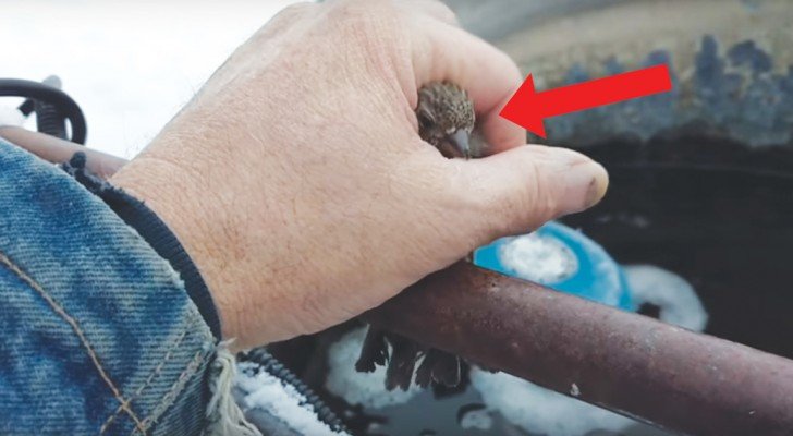 Dieses Vögelchen war in Lebensgefahr… aber die Hilfe eines Mannes ist entscheidend gewesen