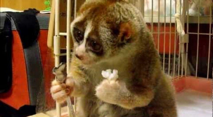 Der süße Loris isst Reis