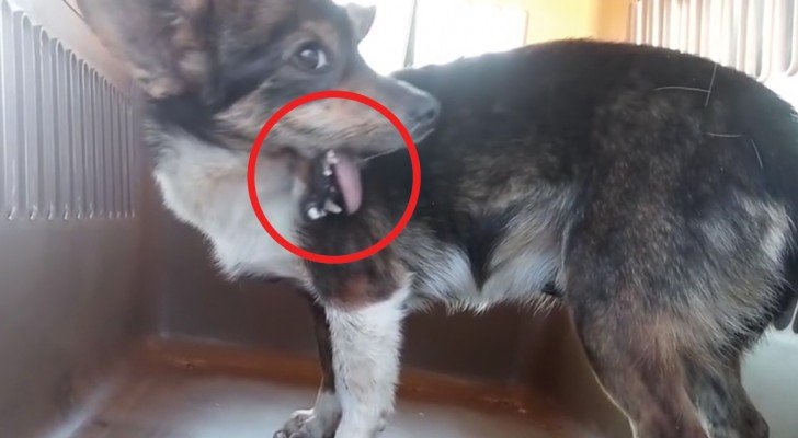 Der Mann merkt etwas seltenes an der Schnauze dieser streunenden Hündin: jetzt lebt sie, dank ihm