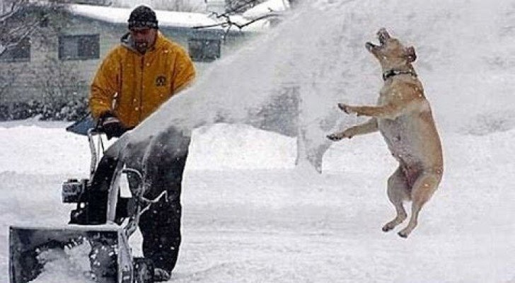 Hunde und Katzen im Schnee