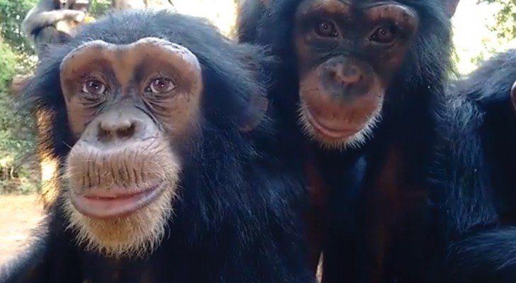 Der Affe hat sogar die Wissenschaftler verblüfft: gebt auf seine Augen acht und ihr werdet verstehen warum