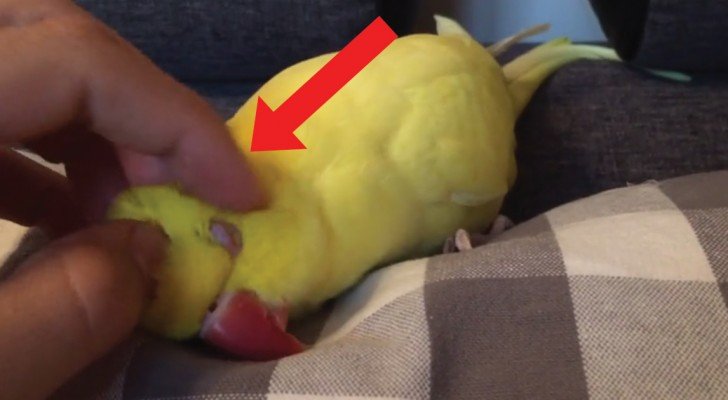Das Herrchen möchte schlafen gehen, aber sobald er seine Hand entfernt… ertönt die Papagei-Sirene!