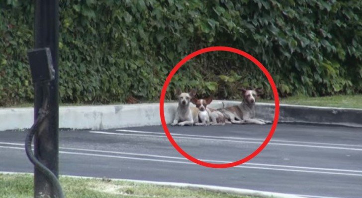 Diese 3 Chihuahuas trauten den Menschen nicht mehr, aber seht sie euch nach einigen Tagen an…