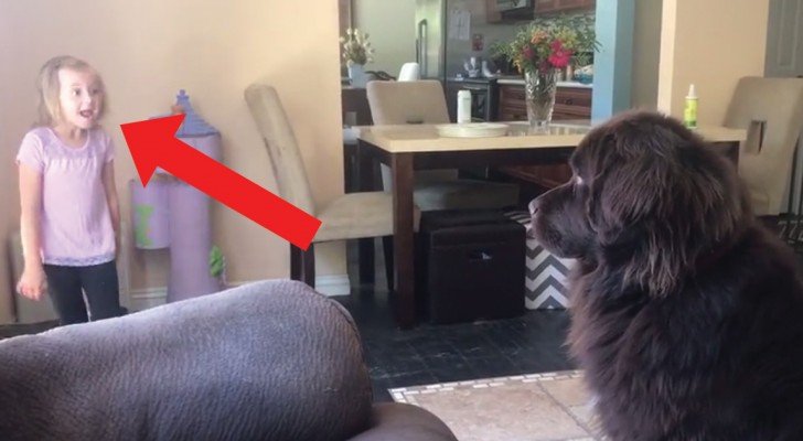 Dressurlektionen: die Anweisungen des Mädchens verwirren den Hund…zu Recht!