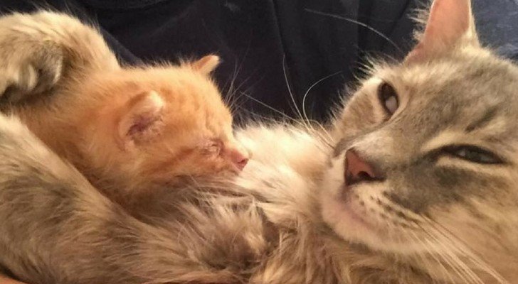 Eine deprimierte Katze, die ihre Kleinen verlor, findet ihr Glück bei einem kleinen Waisen-Kätzchen