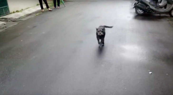 Der Hund war seit 6 Tagen verschwunden: als das Frauchen ihn wiederfindet, ist seine Reaktion unglaublich süß