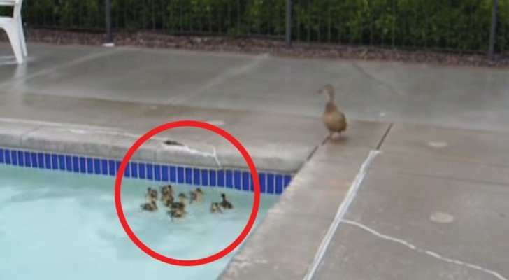 Er eilt herbei um die Entlein aus dem Pool zu retten: Seine Lösung wird euch ein Lächeln ins Gesicht zaubern