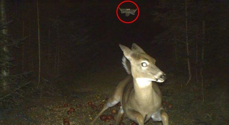 18 Bilder von versteckten Kameras, die zeigen was Tiere wirklich machen, wenn “niemand” sie sieht