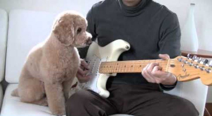 Ein Hund und Gitarrist
