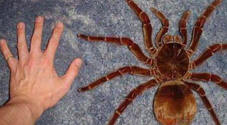 13 lebende Spezies, die dein Verständnis von “Größe” ändern werden