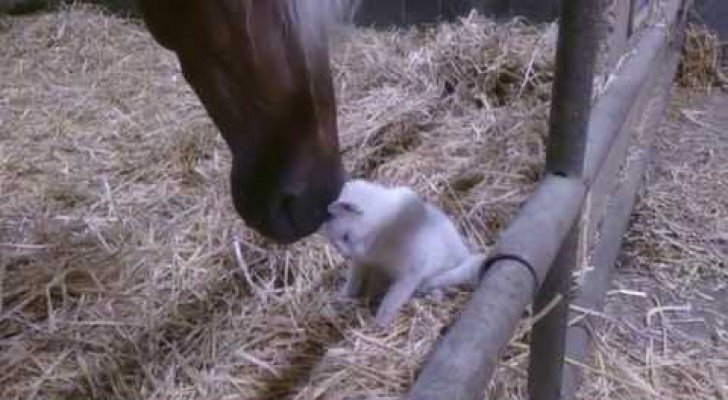 Katze kuschelt mit Pferd