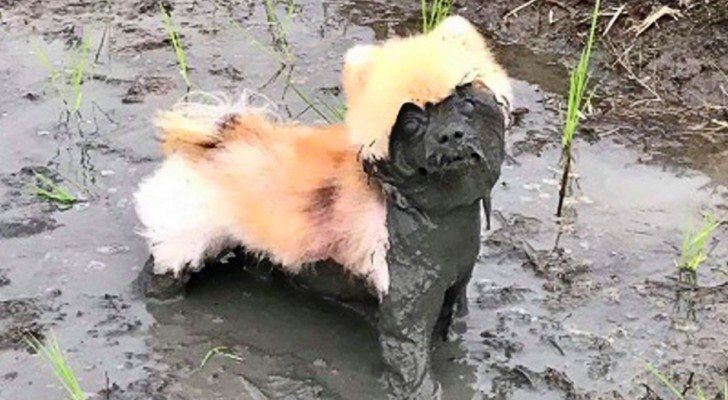Diese Fotos beweisen, dass wir alle einen Hund in unserem Leben haben sollten