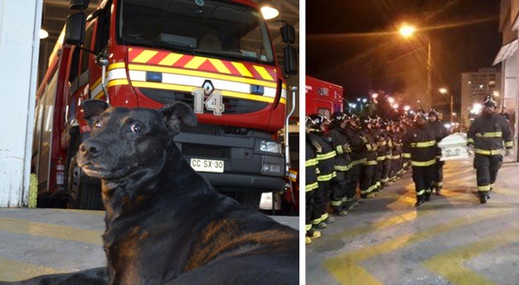 Ein Hund der Feuerwehr stirbt: Der Abschied von seinen “Kollegen” treibt uns Tränen in die Augen