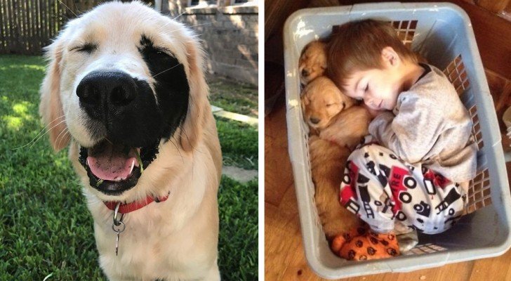 26 Situationen, in denen Golden Retriever bewiesen haben, die besten Hunde der Welt zu sein