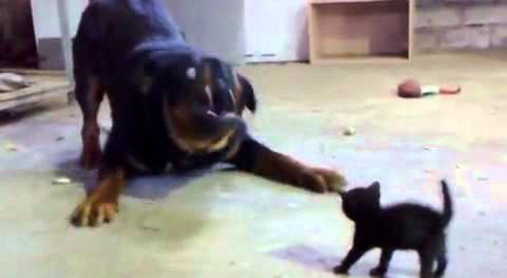 Die mutigste Katze der Welt