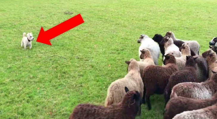Dieser kleine Hund wollte sich bei den Schafen Respekt verschaffen. Das hat nicht wirklich geklappt…