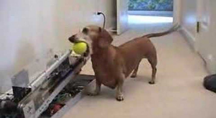 Jerry will Ball spielen