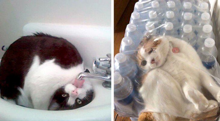 Wahnsinnige und chaotische Katzen: Nachdem du diese Bilder gesehen hast, wirst du sie noch mehr lieben