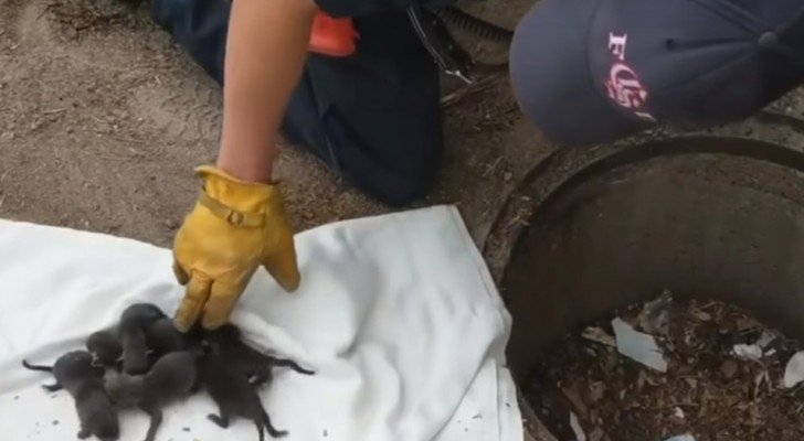 Feuerwehrleute denken, dass sie Welpen gerettet haben, aber der Tierarzt sagt, dass es Rotfüchse sind