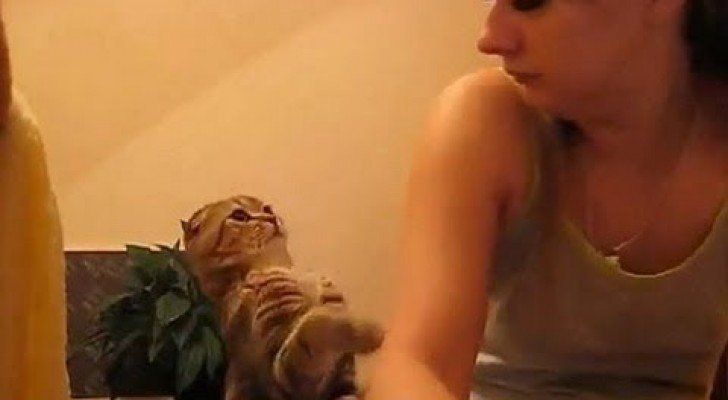 Katzen wollen gestreichelt werden