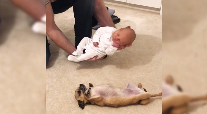 Sie zeigen das Neugeborene zum ersten Mal dem Chihuahua…. und die Reaktion ist süßer als erwartet.