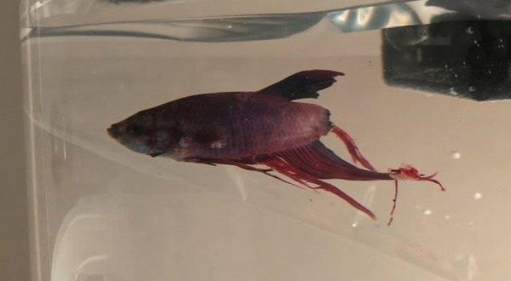 Eine Frau kauft in einem Geschäft einen sterbenden Fisch und in ein paar Wochen gelingt es ihr, dessen Leben zu retten