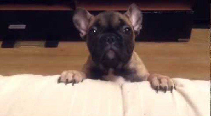 Die kleine Bulldogge will aufs Sofa