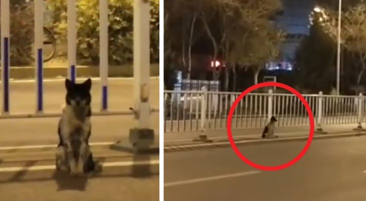 Der Besitzer ist gestorben: Der Hund wartet 83 Tage lang am Straßenrand auf ihn.