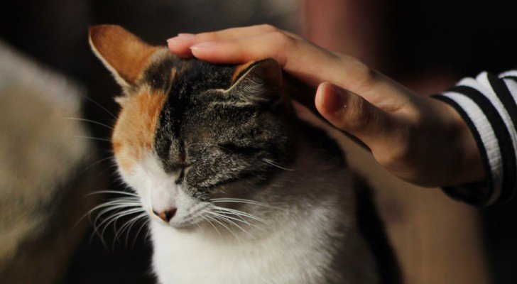 Was ist die “Katzentherapie” und was sind ihre Vorteile für unsere körperliche und geistige Gesundheit?