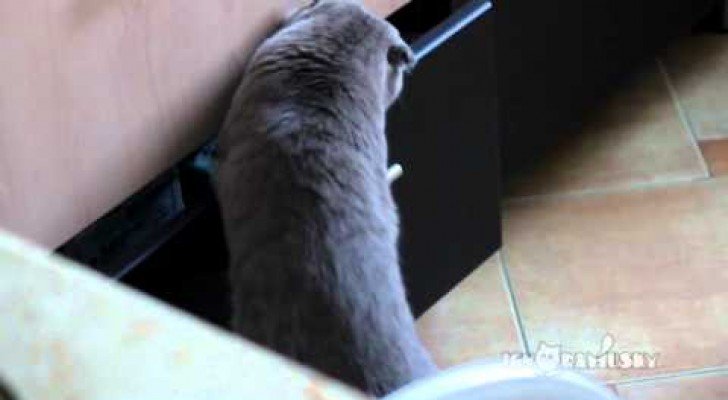Katze wird beim Klauen erwischt
