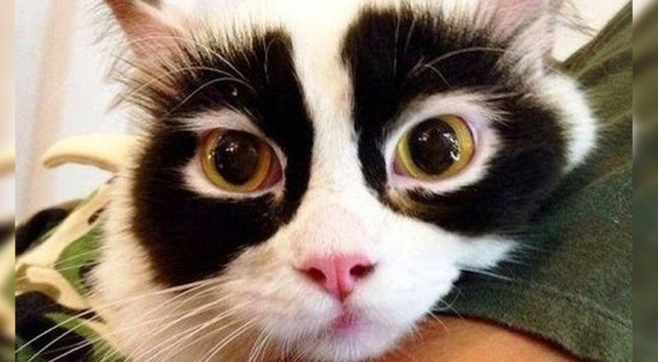 21 Katzen, denen Mutter Natur ein ganz besonderes Fell geschenkt hat