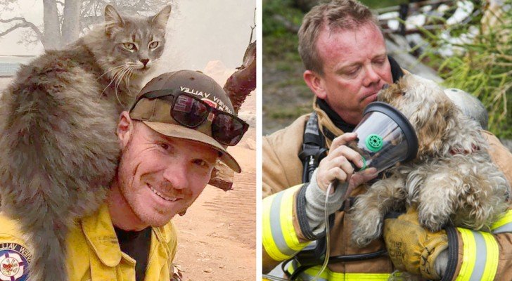 15 bewegende Bilder von Feuerwehrleuten, die ihr Leben riskieren, um Welpen zu retten