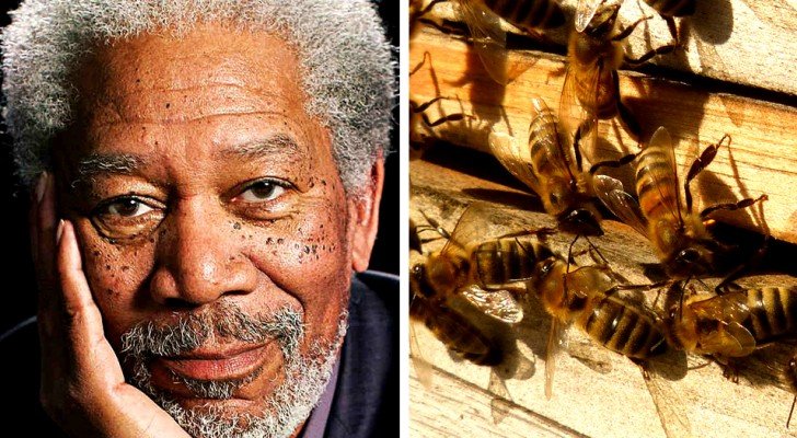 Der Schauspieler Morgan Freeman verwandelt seine 50 Hektar große Ranch in ein Zufluchtsort, um Bienen zu retten.