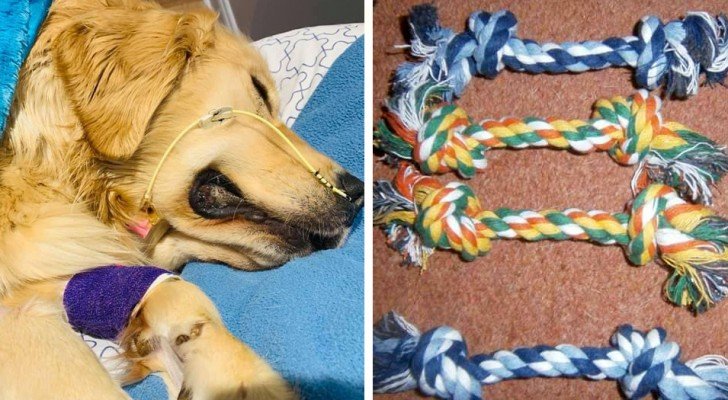 Eine Frau hat ihren Golden Retriever verloren, weil er Teile eines Spielzeugs verschluckt hat