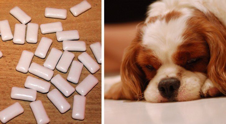 Ein Hund riskiert sein Leben durch einen sehr trivialen Fehler, deshalb möchte sein Frauchen alle vor dieser Gefahr warnen