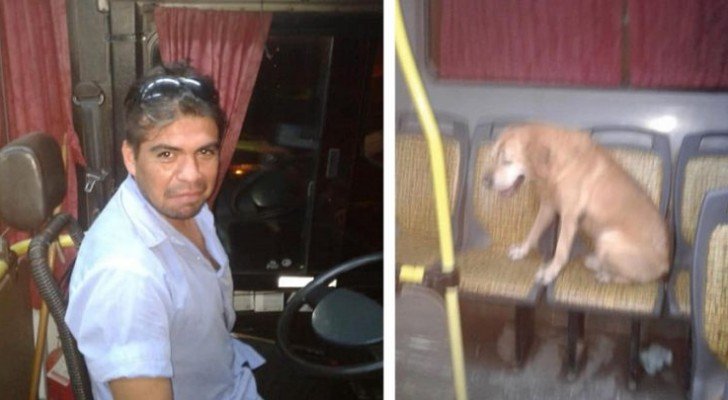 Der Busfahrer sieht einen verängstigten Hund im Regen und beschließt, ihn mitzunehmen: eine Frau dokumentiert die zärtliche Episode