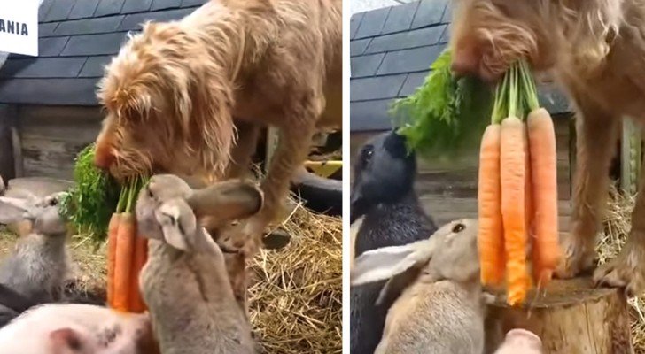 Der Hund hilft seinen kleinen Freunden, sich zu ernähren: Die süßen Bilder haben Tausende von Menschen erobert