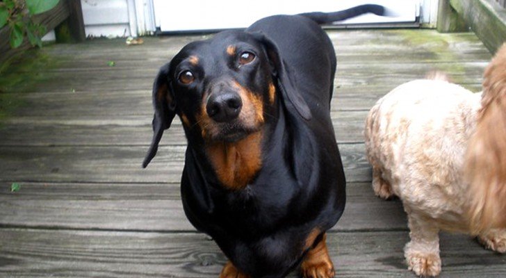 Unsere Hunde verstehen, was wir ihnen sagen: Überraschende Studien zeigen das