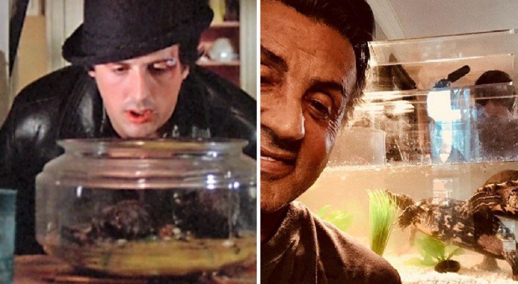 Nach 44 Jahren leben die Schildkröten des Films “Rocky” immer noch bei Sylvester Stallone